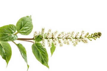 High Definition Picture of Polygonum Cuspidatum Japanese Knotweed