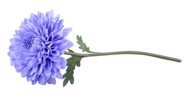 purple gerbera flower isolated on white transparent background