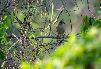 Olive-winged Bulbul in the wild hunting on a lake in Thailand
