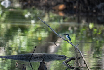 collared kingfisher in natural conditions hunting on a lake in Thailand