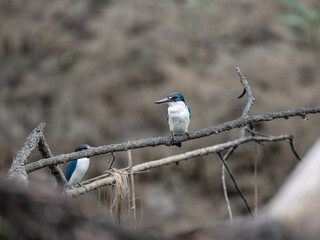 collared kingfisher in natural conditions hunting on a lake in Thailand
