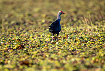 Purple moorhen in the wild at dawn on a lake of blooming lotuses in the country of Thailand