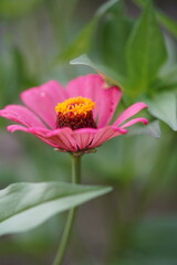 close up pink flower with yellow pistile and bokeh green background