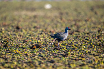 Purple moorhen in the wild at dawn on a lake of blooming lotuses in the country of Thailand