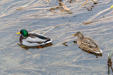 Anas platyrhynchos. Pair of Mallards swimming in the Bernesga River, León, Spain.