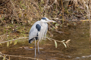Ardea cinerea. Grey heron on the banks of the Bernesga River in winter, Leon, Spain.