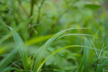 green grass with medium bokeh background on macro photograph