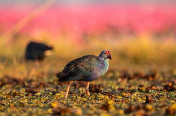 Purple moorhen in the wild at dawn on a lake of blooming lotuses in the country of Thailand