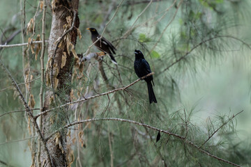 Black paradise drongo in the wild at dawn looking for food in the country of Thailand