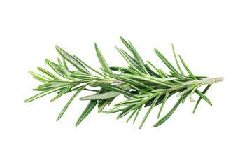 Fototapeta premium High-Quality PNG rosemary sprig isolated on white background