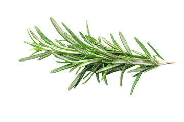 Fototapeta premium High-Quality PNG rosemary sprig on white background isolated