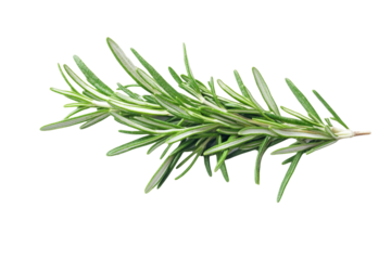 High-Quality PNG rosemary sprig on white background isolated