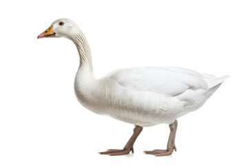 High Resolution Visual of White Goose Anser Anser Domesticus Isolated on a White Background