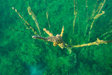 Sunken tree branches, overgrown with algae, create a bizarre underwater landscape in the crystal-clear water of Rummu quarry, Estonia.