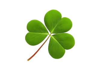 High-Quality PNG shamrock leaf on white background, isolated green clover