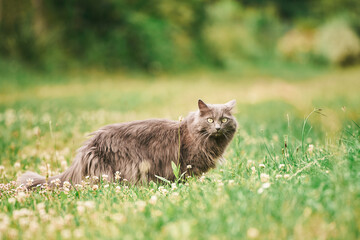 Fototapeta premium Portrait of a fluffy gray cat on grass in backyard