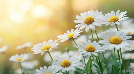 Fototapeta premium Meadow Filled with Daisies Under Warm Sunlight in Nature's Beauty