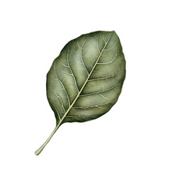 Vintage Spring Botanical Clipart Vector Illustration