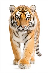 Fototapeta premium Majestic Young Tiger Walking Towards Camera Striking Pose White Background