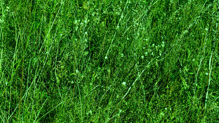 green grass background