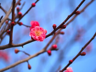 春の花　梅　紅梅