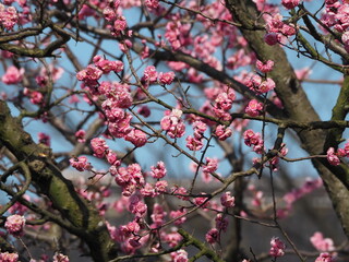 春の花　梅　紅梅