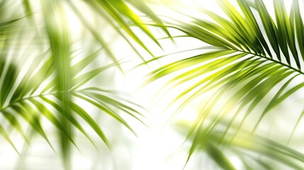 Obraz premium Lush green palm fronds backlit by sunlight, creating a bright, tropical feel.