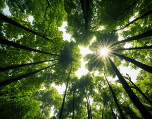 Obraz premium Sunbeams Illuminate Lush Green Forest Canopy, Sunlight Through Trees, Nature Photography