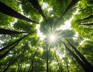 Fototapeta premium Sunbeams Illuminate Lush Green Forest Canopy: Upward View of Tall Trees