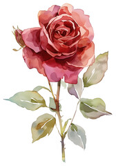 Obraz premium PNG Pastel coquette burgundy rose art illustration watercolor.