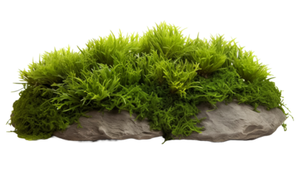 Tropical plant fern moss bush tree jungle stone rock isolated on transparent background PNG. 
