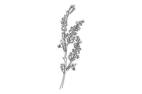 Continuous one line drawing beauty fresh heather for home decoration wall art poster. Decorative calluna vulgaris flower for floral invitation card. Single line draw design vector graphic illustration