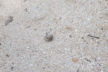 Hermit crab on the beach sand small rock ground
