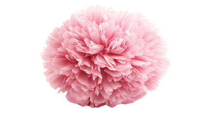 Pom pom transparent background