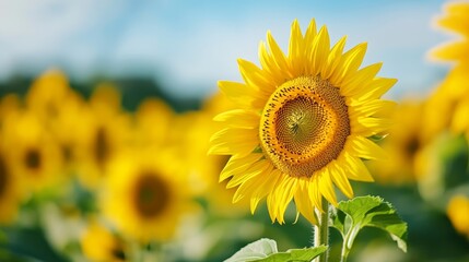 Obraz premium A cheerful sunflower field with a single sunflower wearing oversized sunglasses on a clear day for the International Day of Happiness 