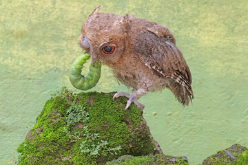 A Javan scops owl preys on a green caterpillar on moss-covered ground. This nocturnal bird has the...
