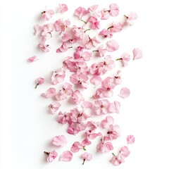 Obraz premium Whimsical Arrangement of Cherry Blossom Petals on a White Background