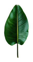 Fototapeta premium Close-up view of a single banana leaf nature lush green environment high fidelity detail isolated on transparent background png