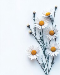 Elegant White Daisies on White Background Simple Floral Design Minimalist Nature Photography