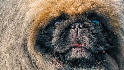 Pekingese dog portrait close up