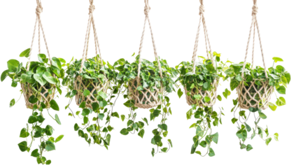 Hanging Plants in Macrame Pots: Lush greenery cascades from charming macrame hanging planters, adding a touch of bohemian chic to any indoor space.