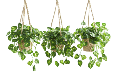 Trio of Hanging Plants: Lush greenery in three charming hanging planters adds a touch of natural elegance to any space. Perfect for adding a pop of life to your home or office.