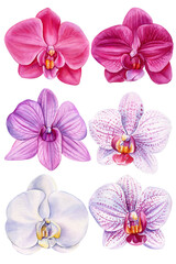 Watercolor orchid flowers isolated collection, beautiful botanical illustration, vibrant flower, tropical floral clipart © Hanna