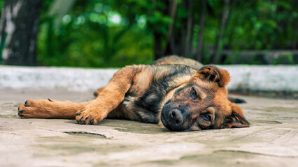 stray puppy lies on pavement