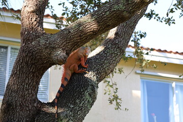 Orange iguana sit on tree with leopard long tail