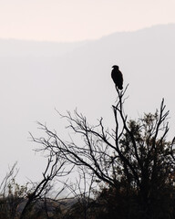 Eagle sitting on the tree silhouette, dark background, night sky