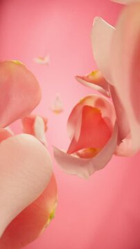 Super Slow Motion of Falling Rose Petals. Filmed on High Speed Cinema Camera, 1000 fps. Vertical Aspect Ratio.
