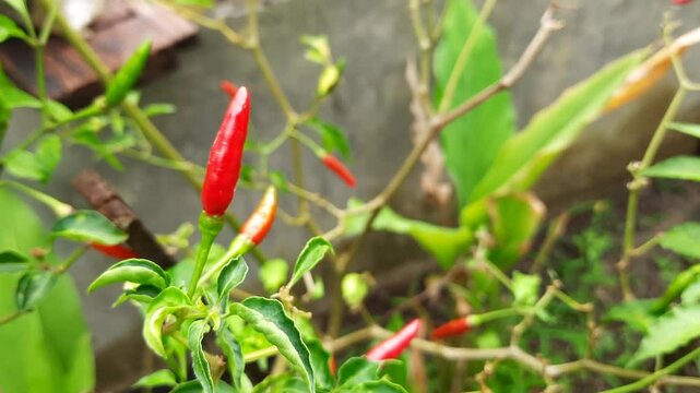 Fresh Red Chili Peppers Growing in a Home Garden