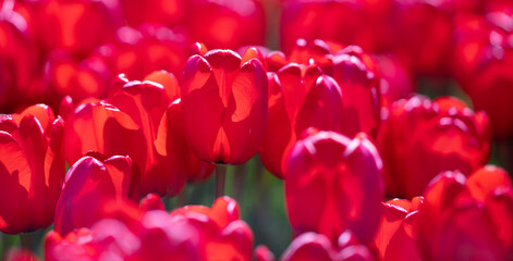 Tender Tulips. Amazing sensual bright tulip flowers blooming in the garden at sunny spring day. Red tulips in the park. Spring landscape. Field of tulips. Spring flowers.