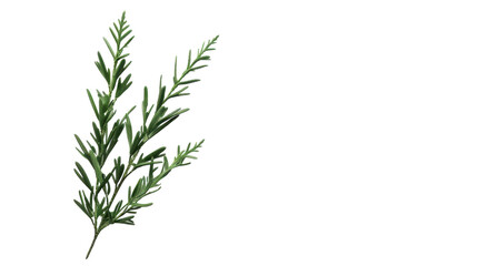 Fototapeta premium Isolated Evergreen Fir Twig on White Background Perfect for Seasonal Decorations and Nature-related Projects transparent background